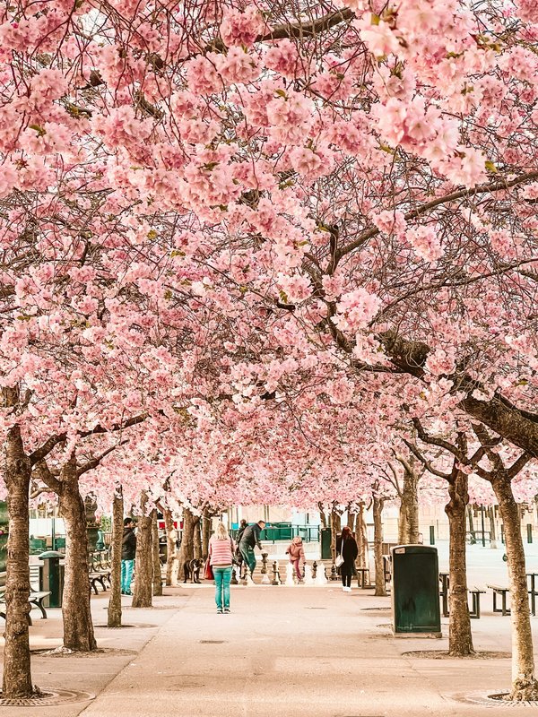 Comment réaliser une tresse épi de blé soi-même étape par étape?